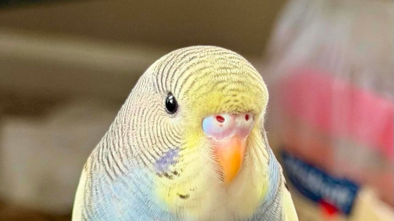 RSPB summer survival pet bird owner UK 2026