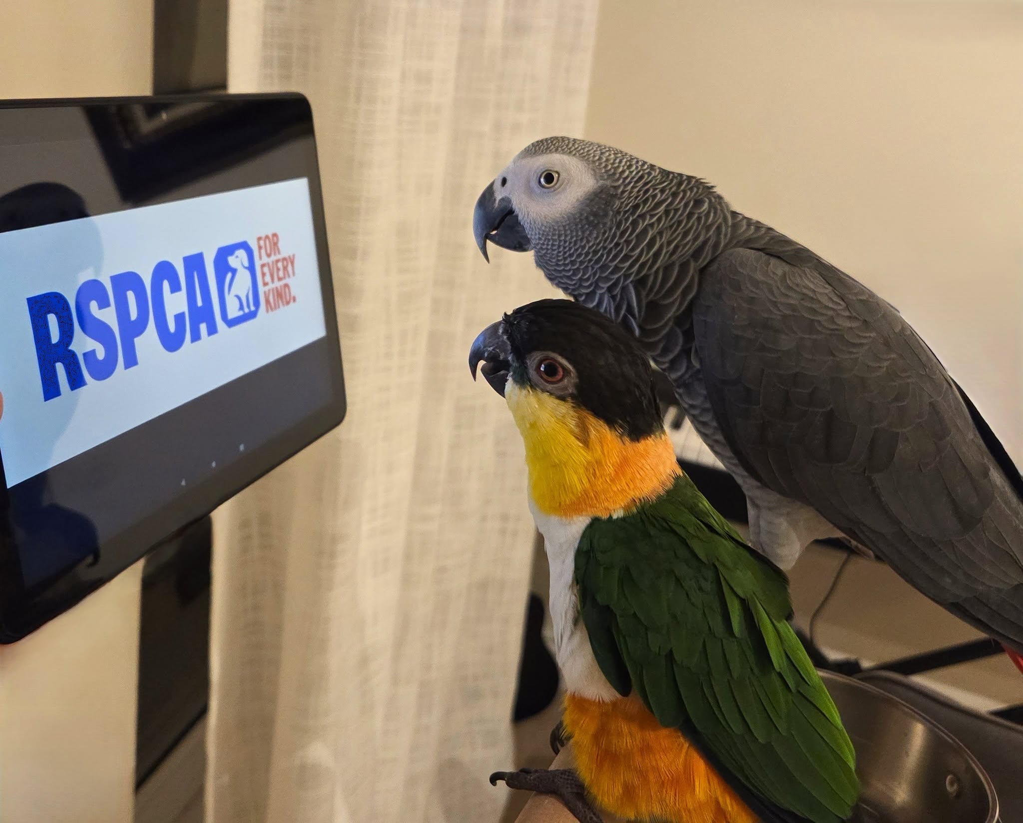 RSPCA bird rescue UK full capacity surrender 2026