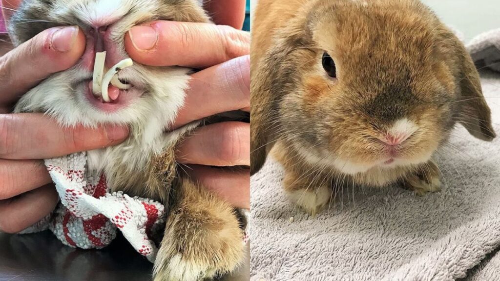 Rabbit dental anatomy continuously growing teeth UK guide