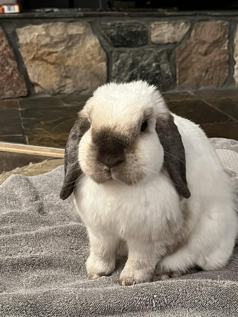 Rabbit eating quality timothy hay UK proper dental health