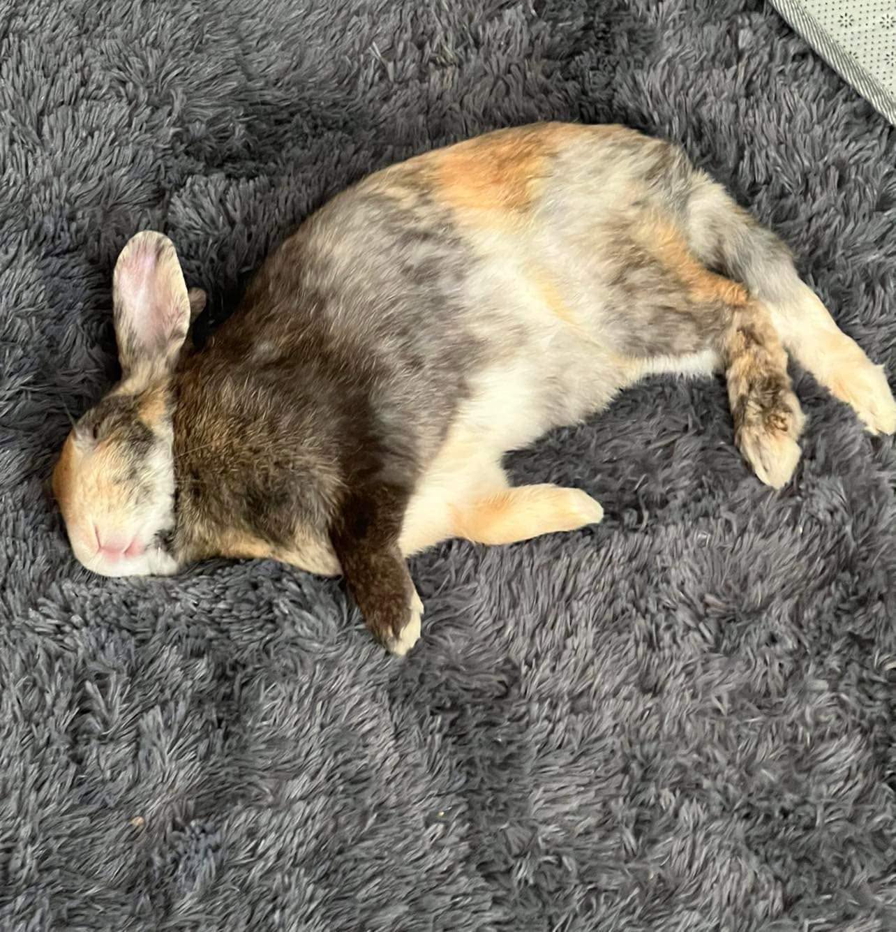 Rabbit flopped on side relaxed next to owner showing contentment UK home