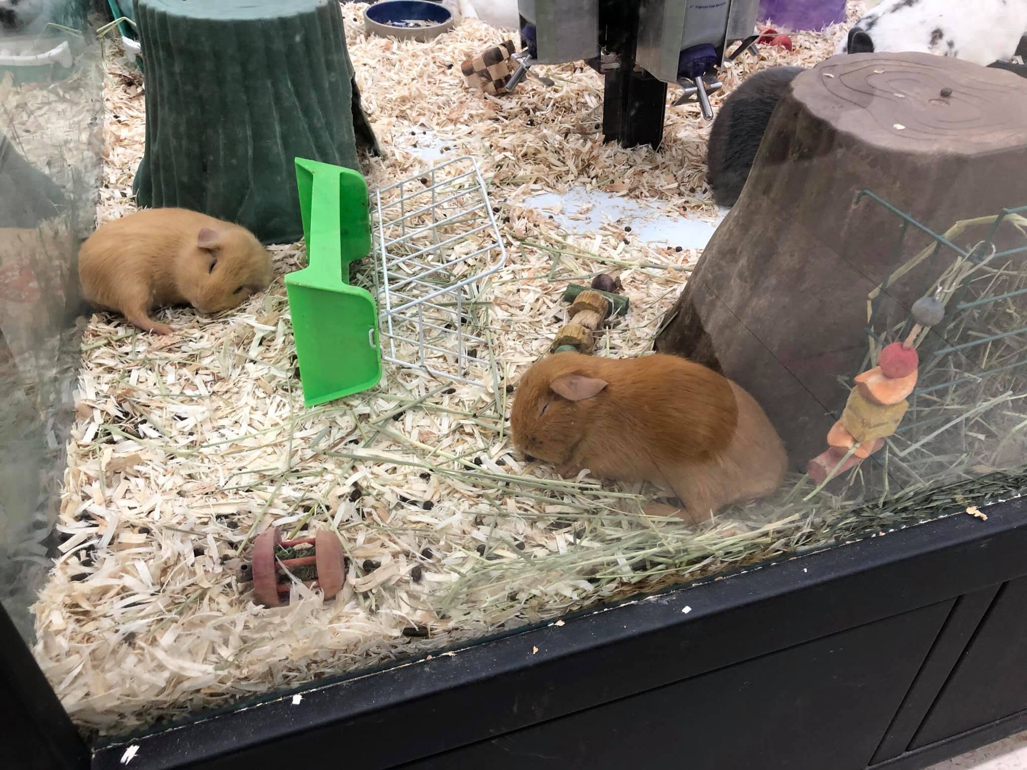 Rabbit guinea pig owner Paradise Pets Swindon advice