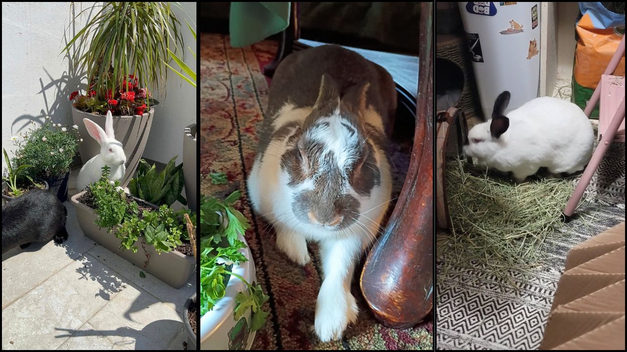Rabbit hutch foods never feed rabbits UK