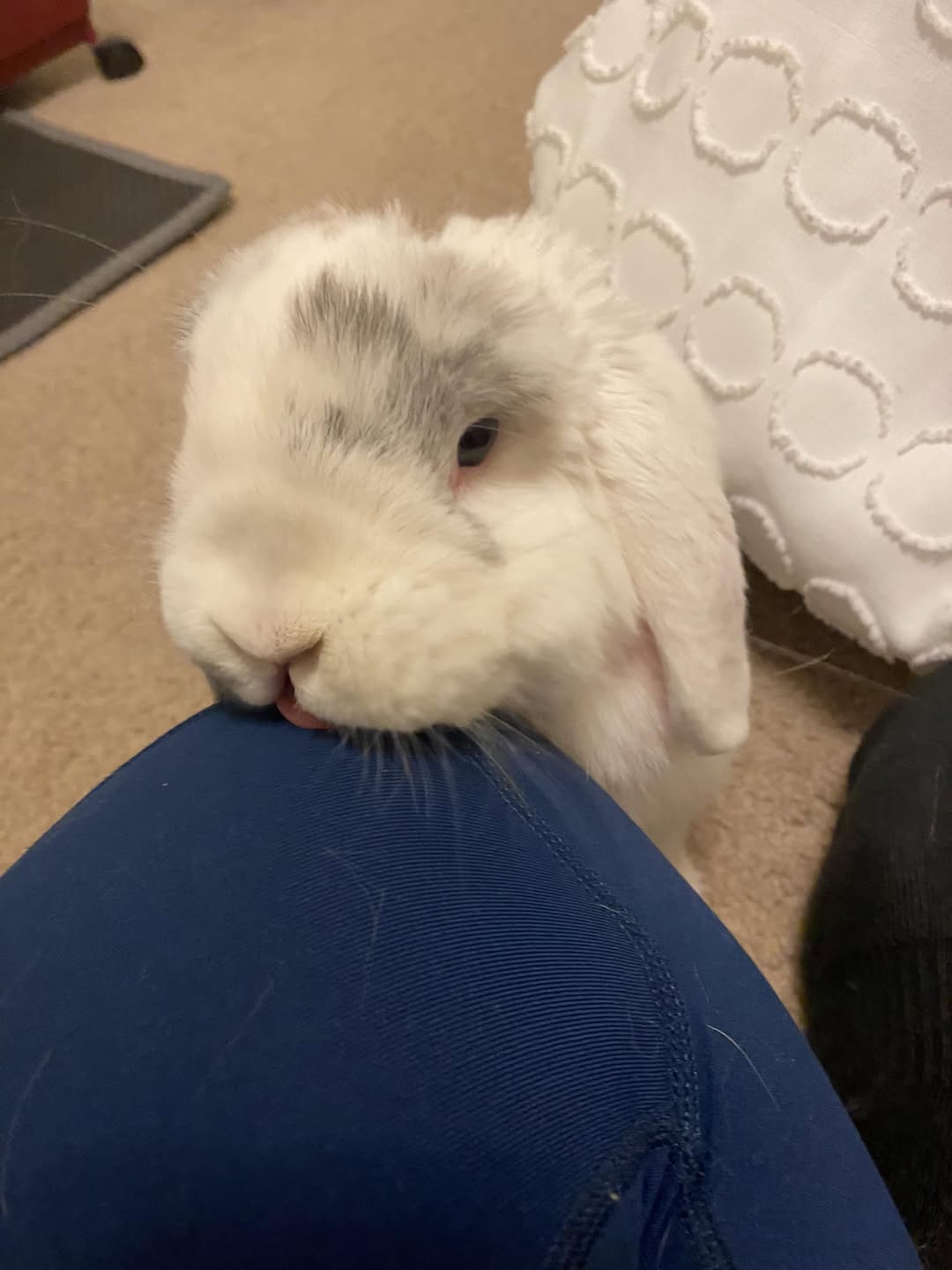 Rabbit licking owner hand social grooming bonding behaviour UK pet