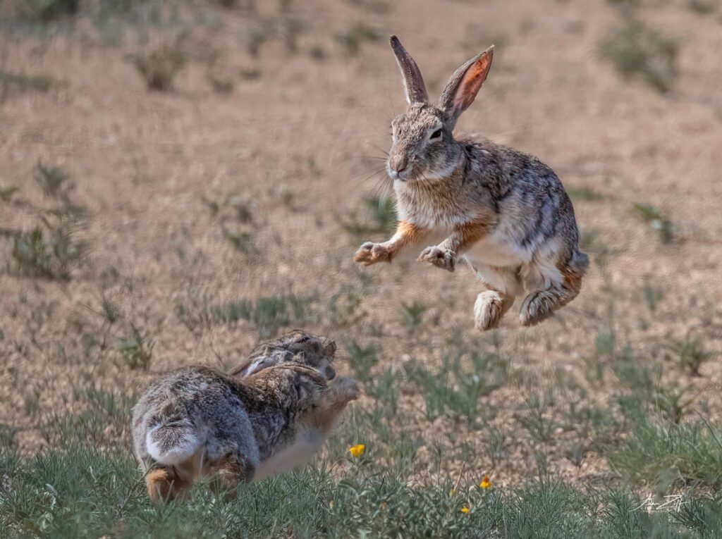 Rabbit mid-binky leap twist joy UK floor time