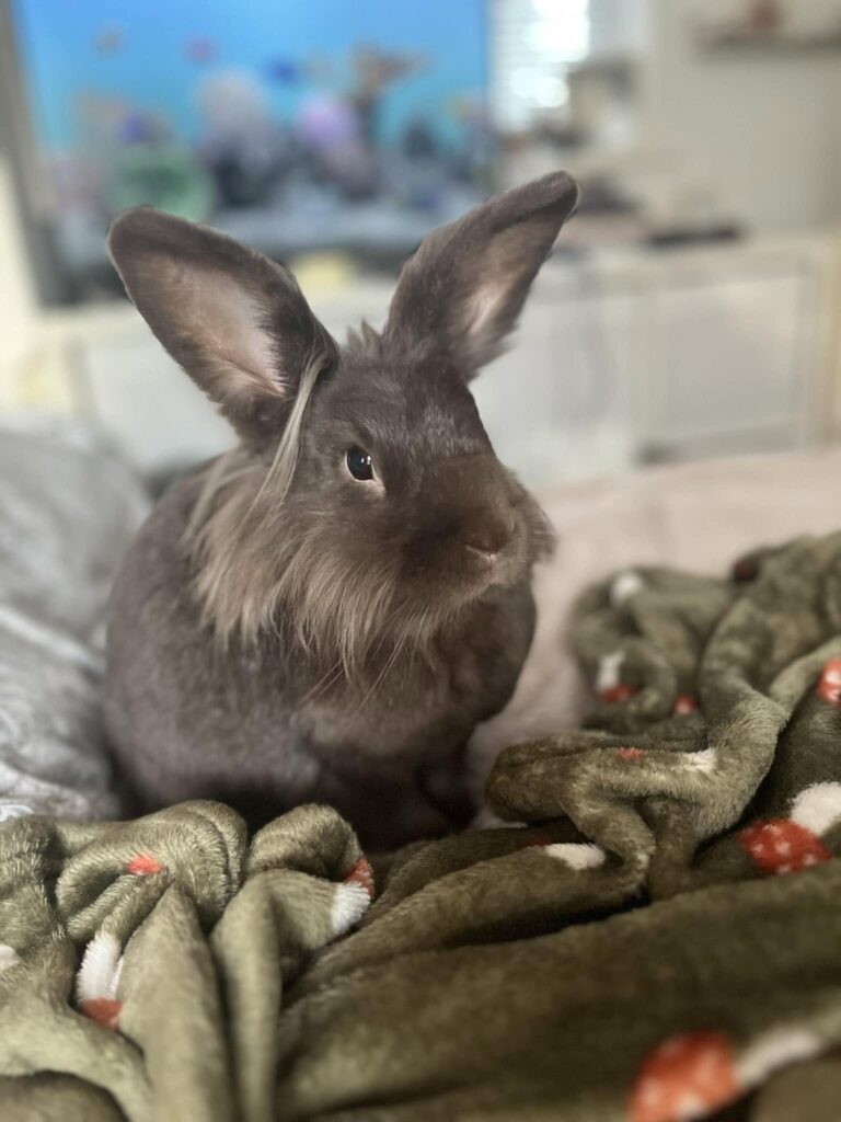 Rabbit running freely in large floor space UK