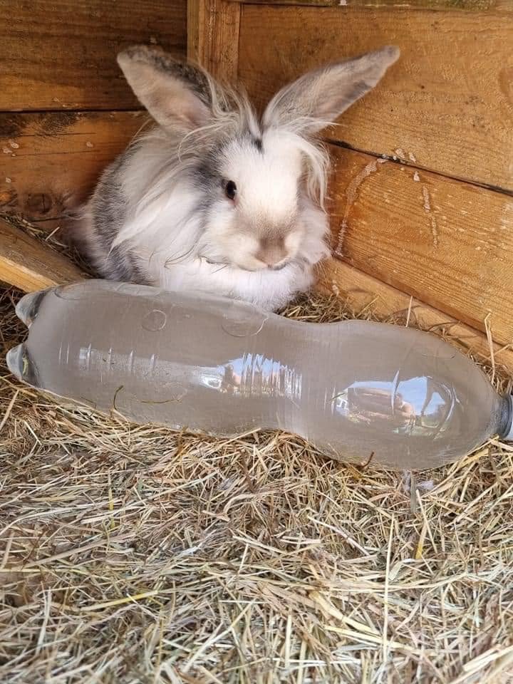 Rabbit water bottle frozen winter UK