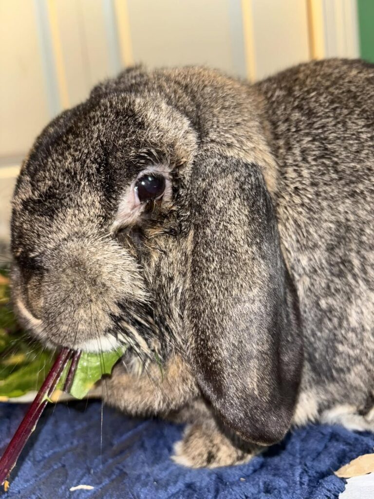 Rabbit wet chin matted fur drooling signs UK identification