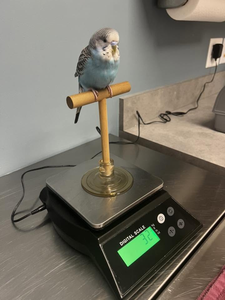 Recovering UK budgie wing healing supportive care home 