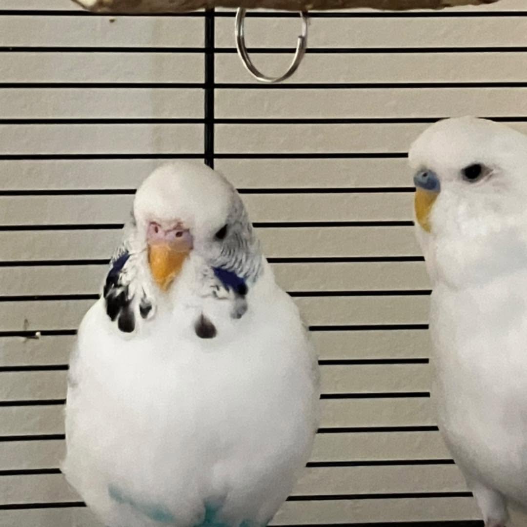 Register bird keeper APHA UK avian influenza 