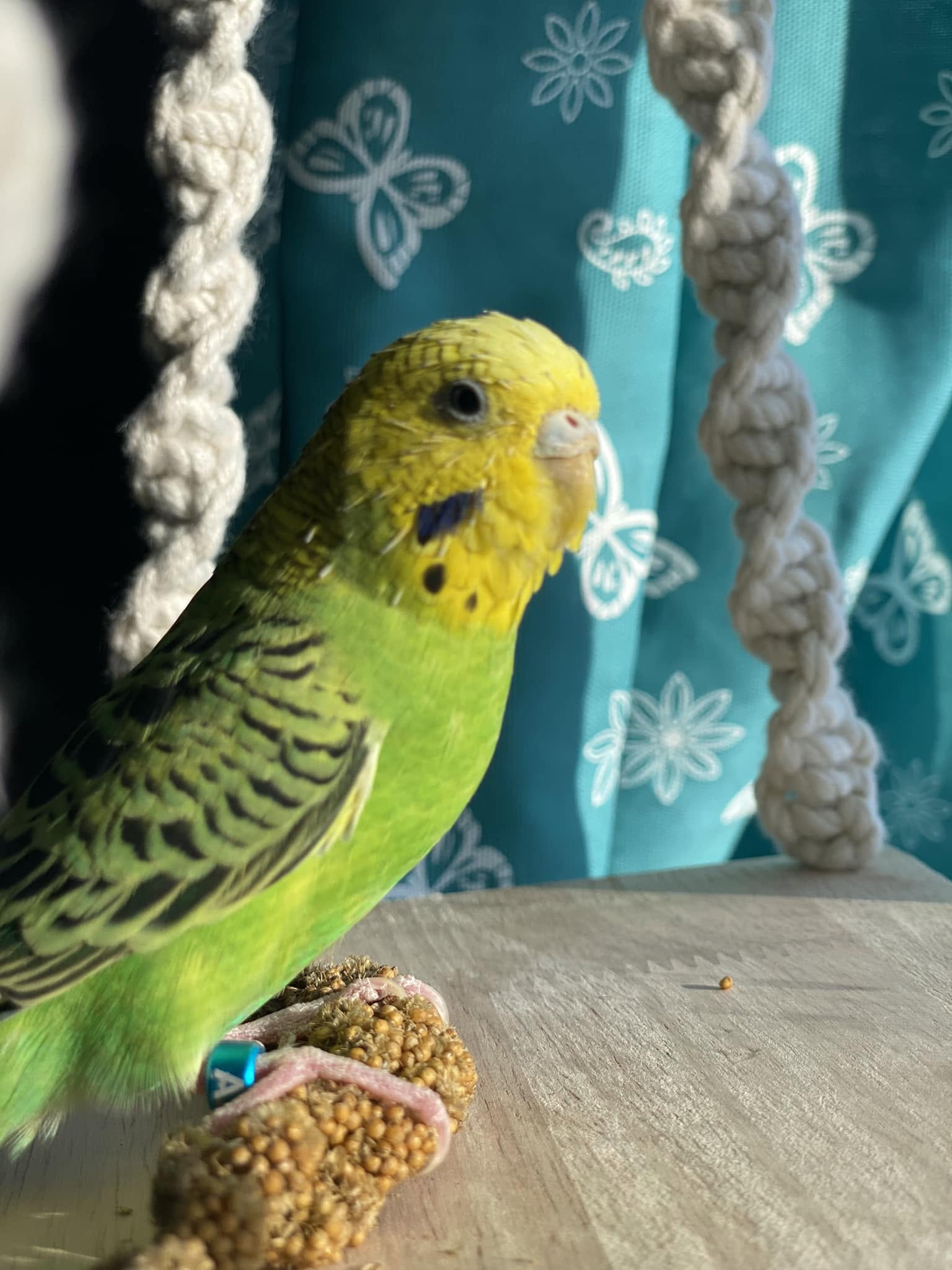 Reputable bird shop sourcing UK Paradise Pets