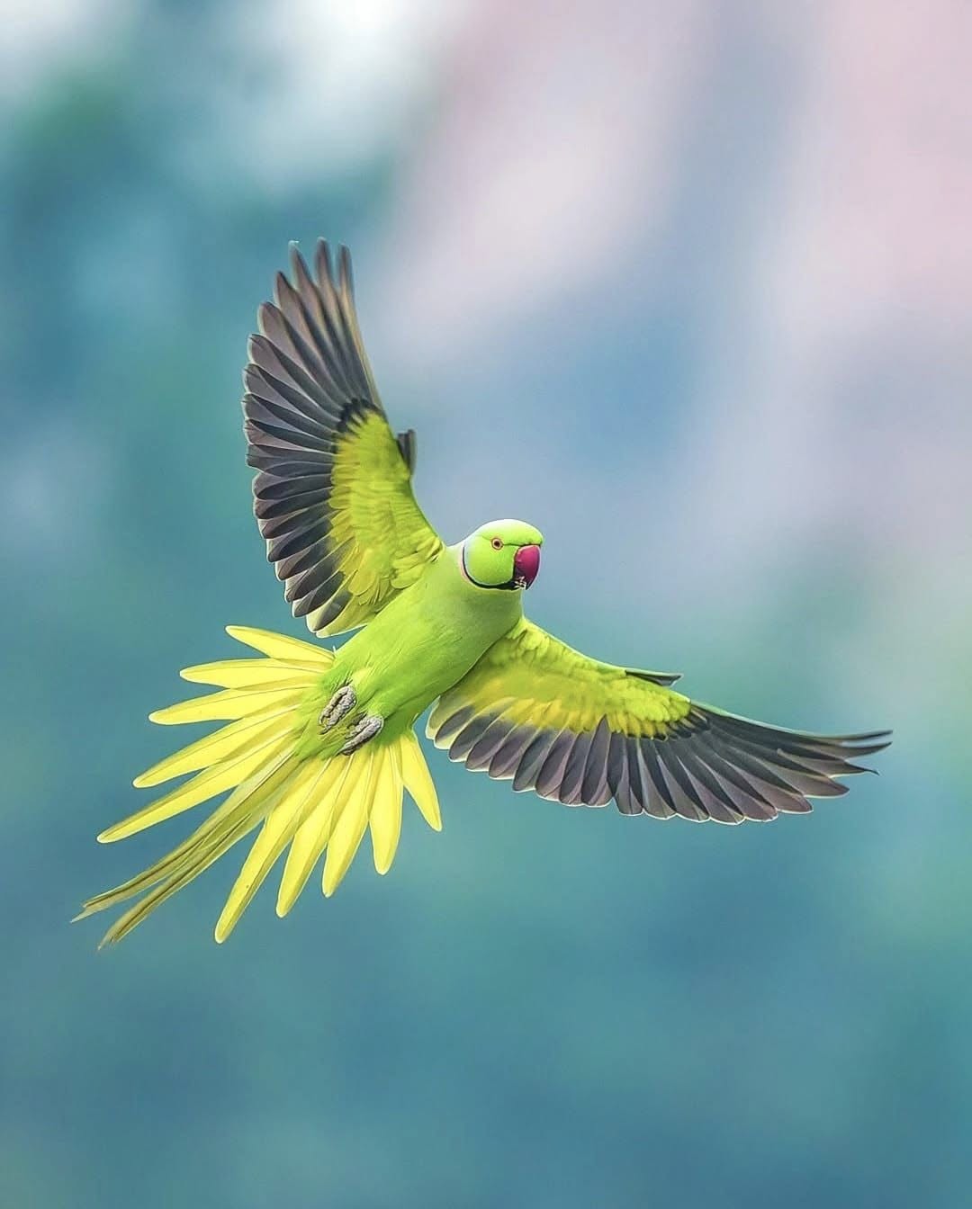 Ring necked parakeet green bird UK garden tree