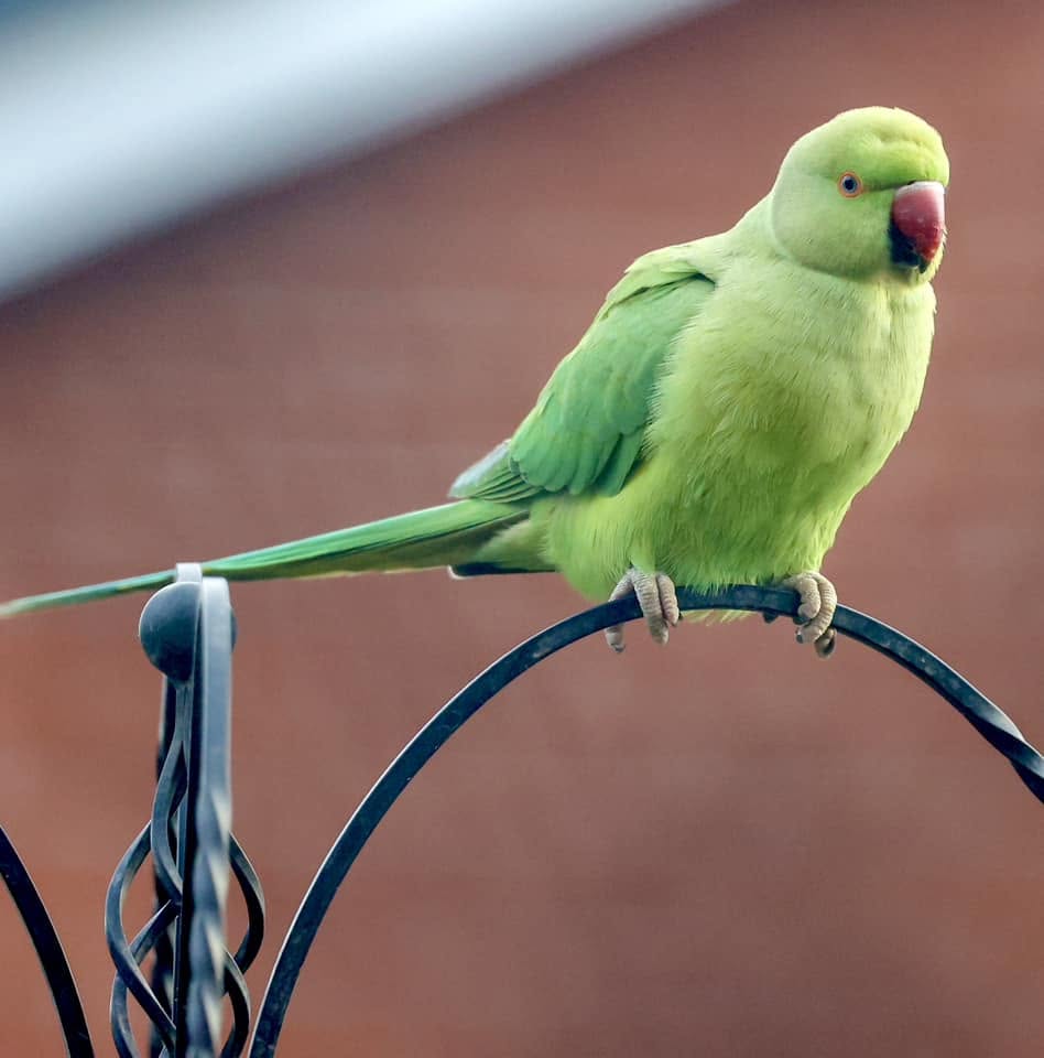 Ring necked parakeet green budgie garden tree.