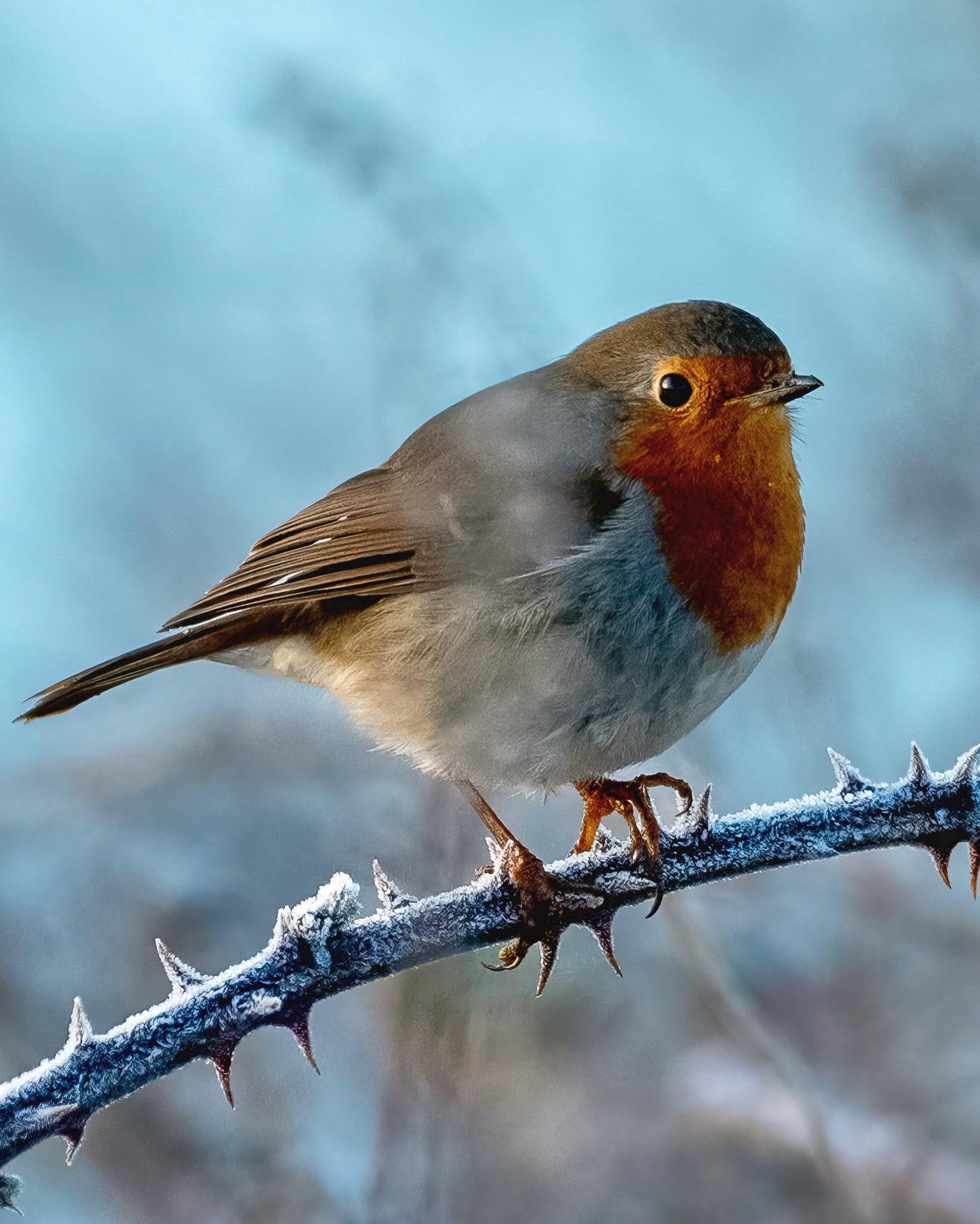 Robin UK garden mild winter survival bird table