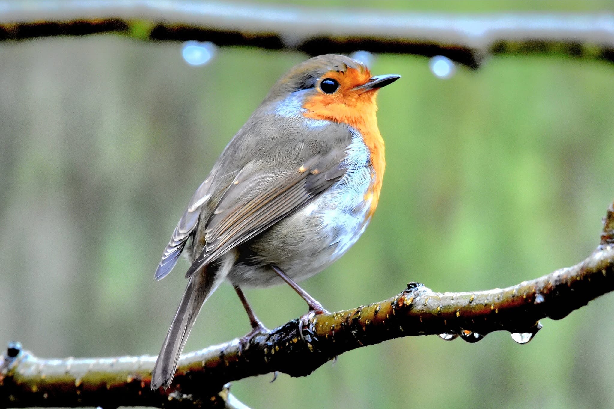 Robin singing in rain UK weather improving sign 