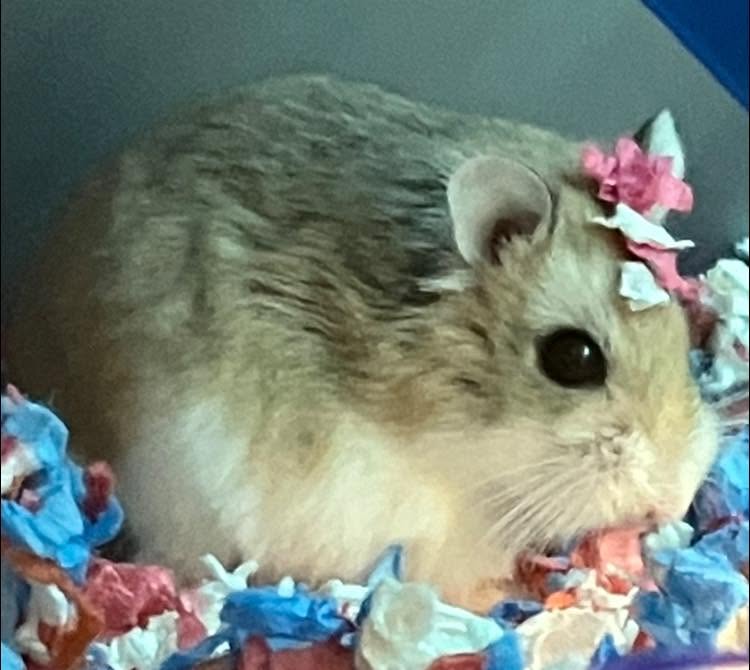 Roborovski hamster fast active small UK