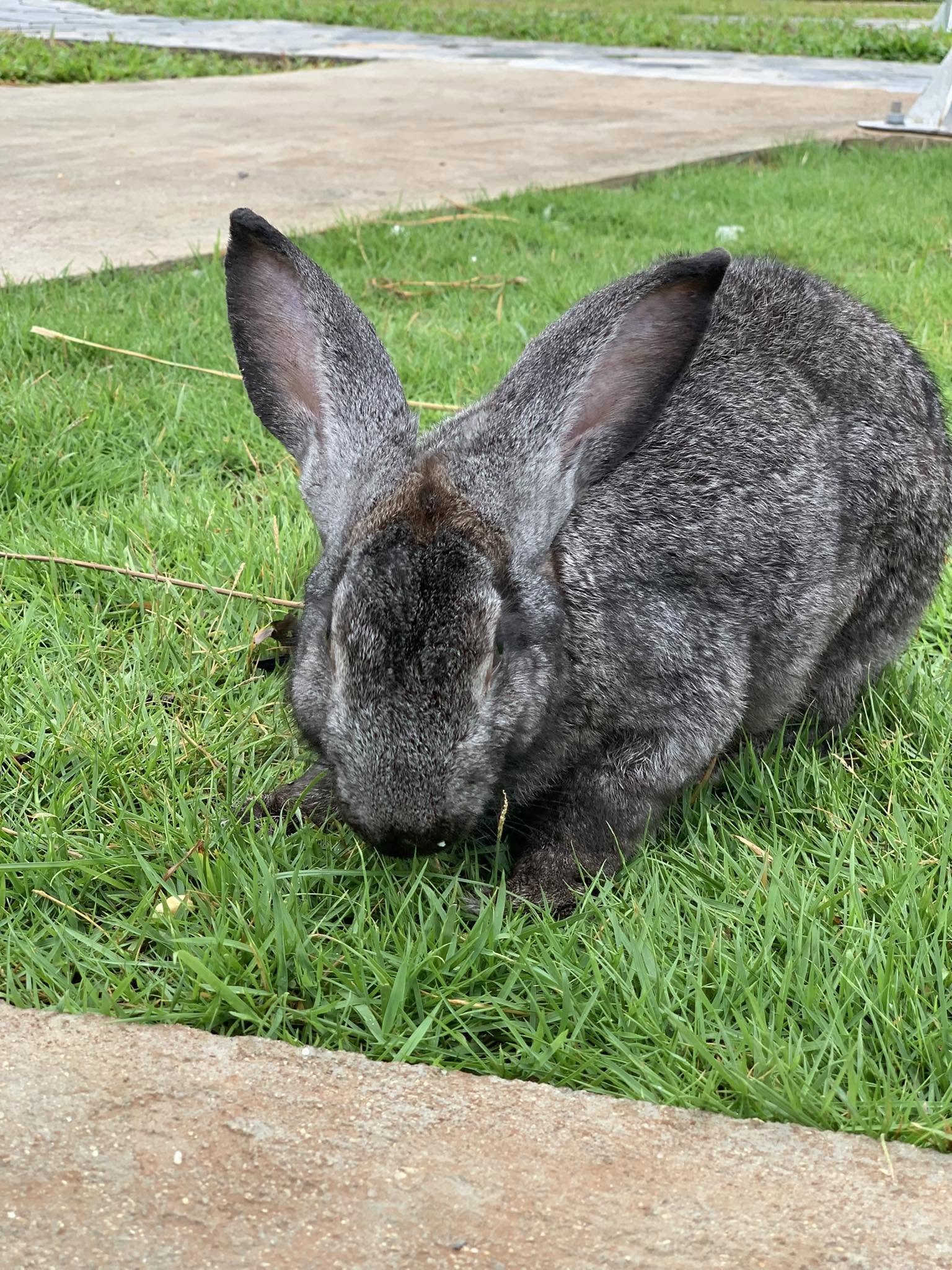 Safe UK rabbit handling technique hindquarters support carry 