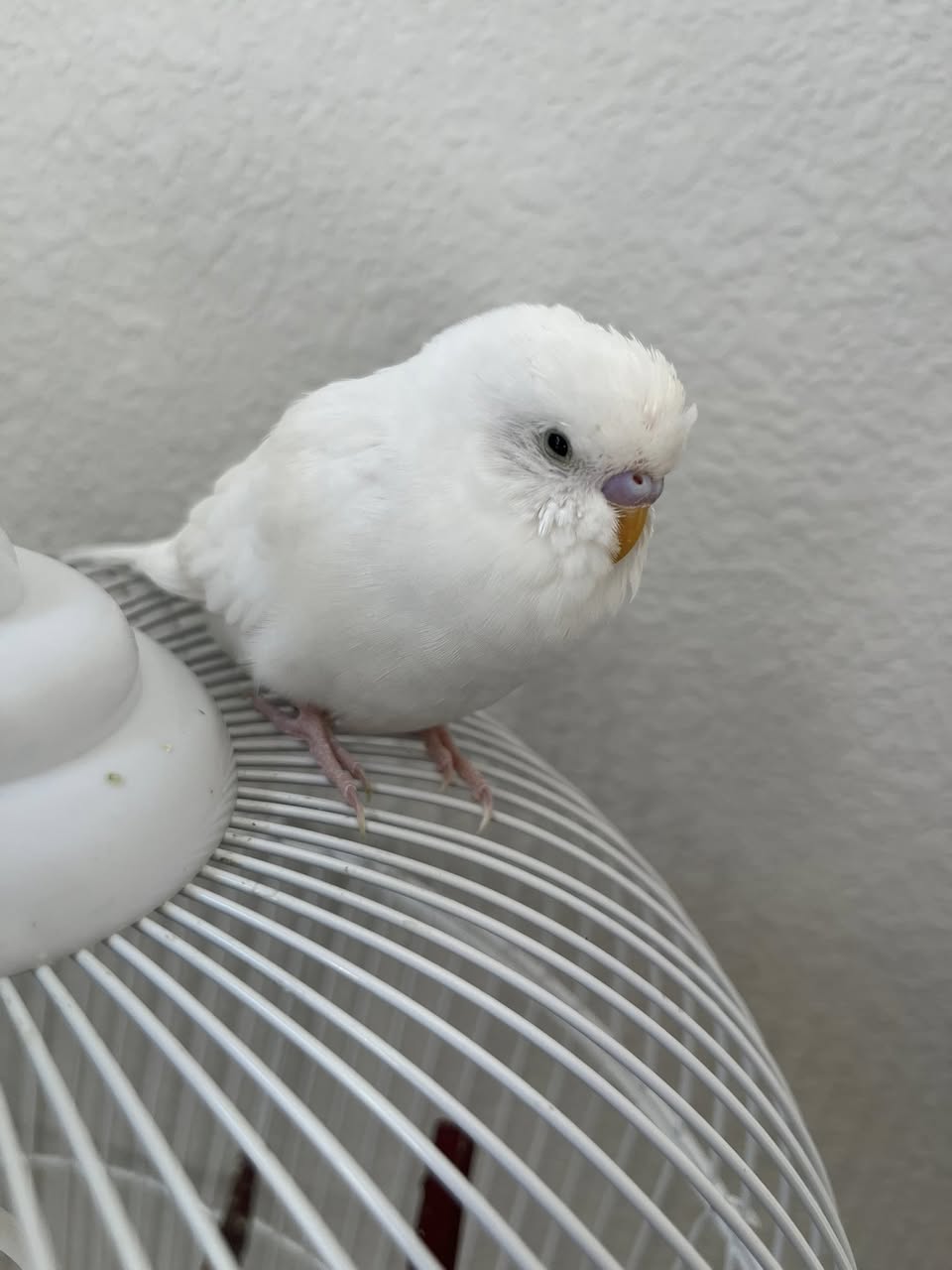 Sick UK budgie respiratory infection signs fluffed quiet