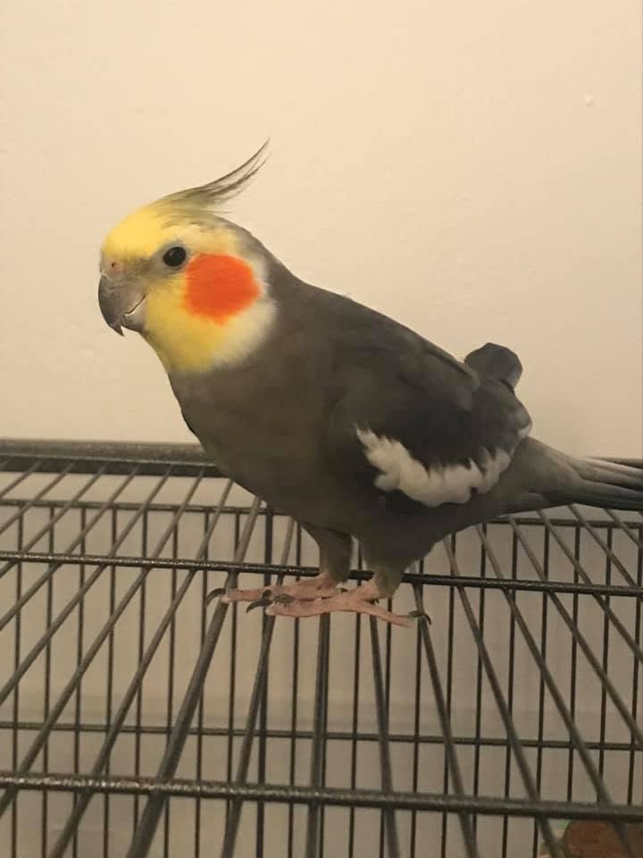 Sick bird cage floor unable to perch UK