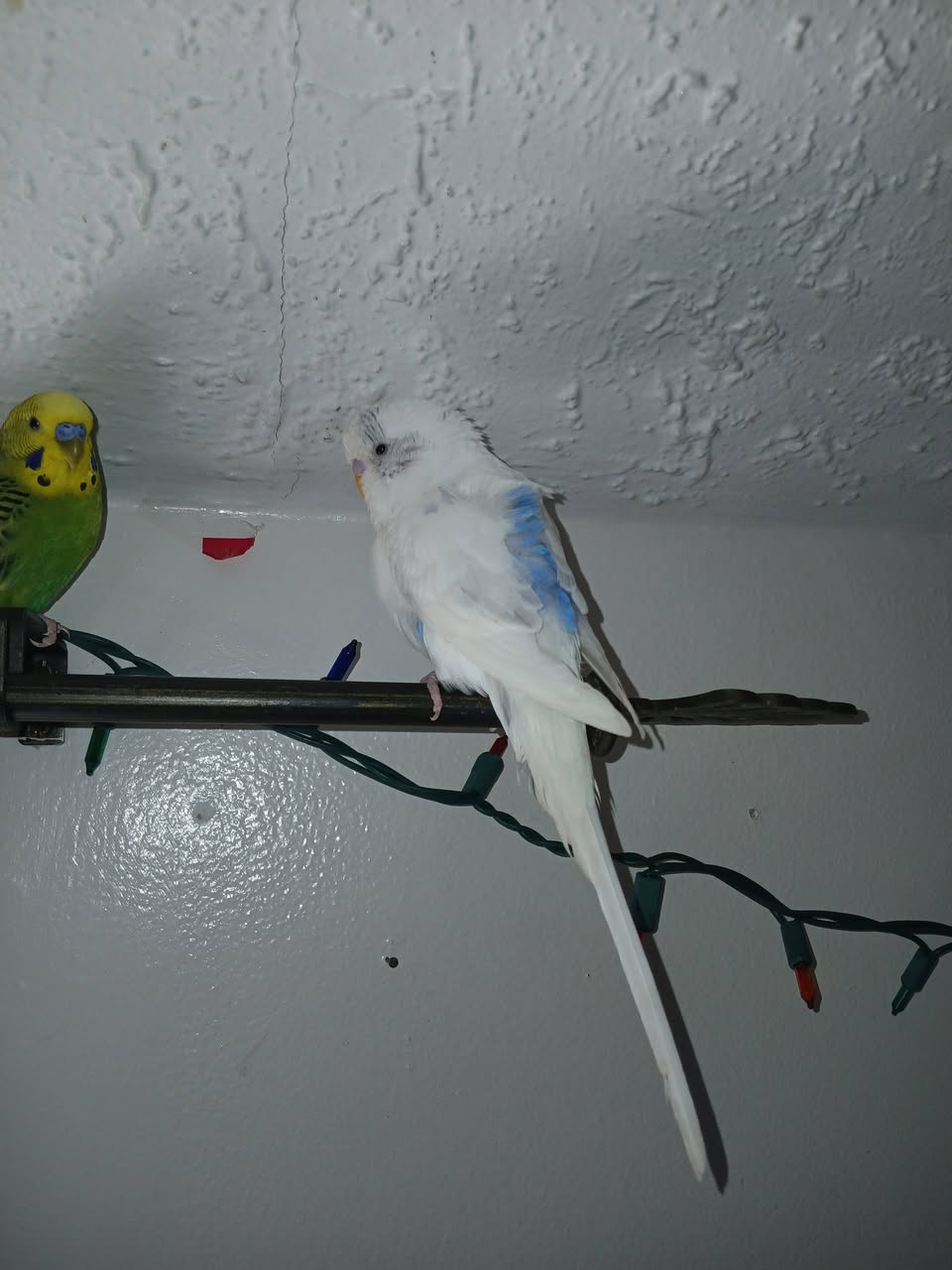 Sick budgerigar fluffed up on perch open beak breathing warning signs UK