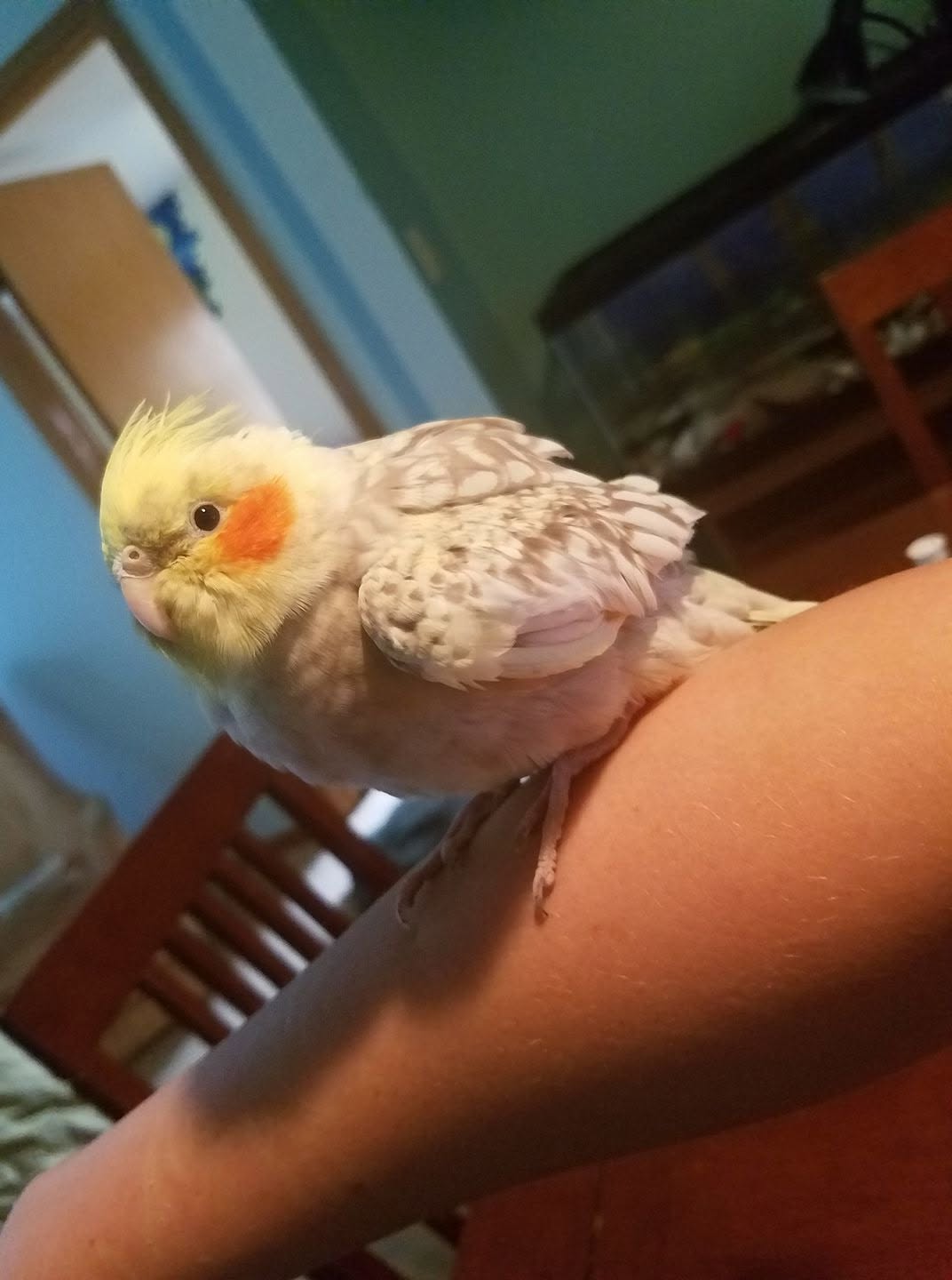 Sick cockatiel fluffed up on perch UK 