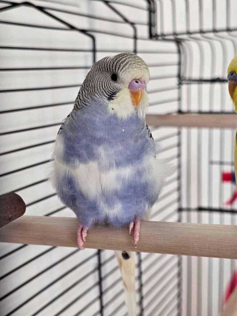 Single budgie being trained to talk by owner in UK home