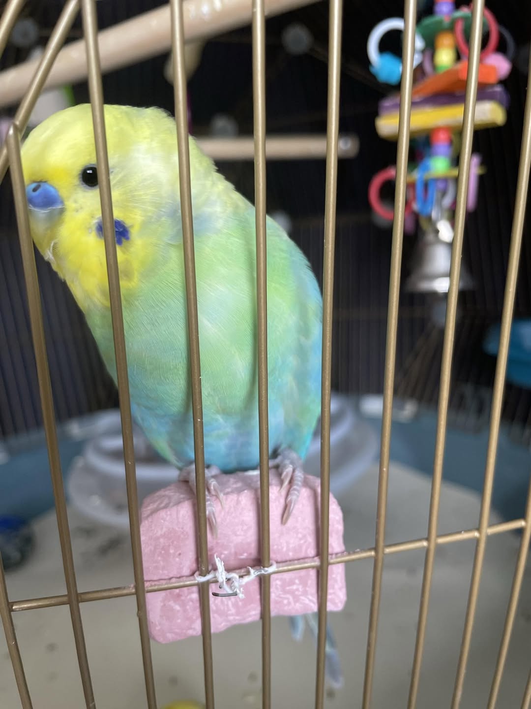 Single male budgie bonded owner best chance talking UK