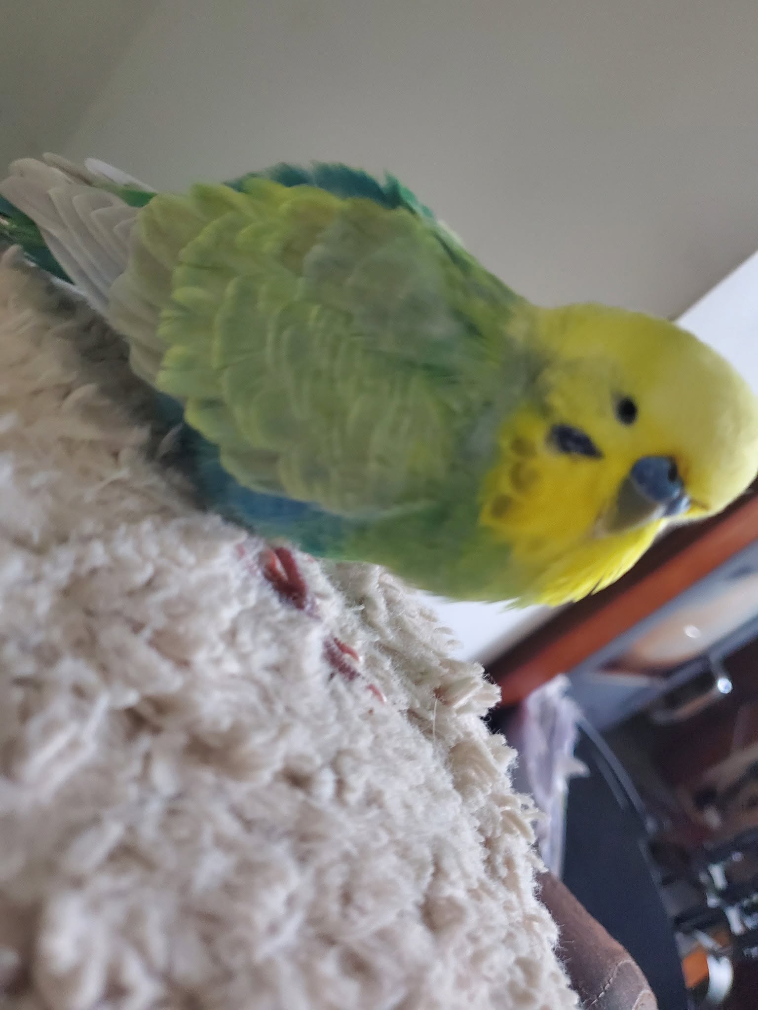 Sleepy budgerigar resting on perch eyes half closed UK pet bird 