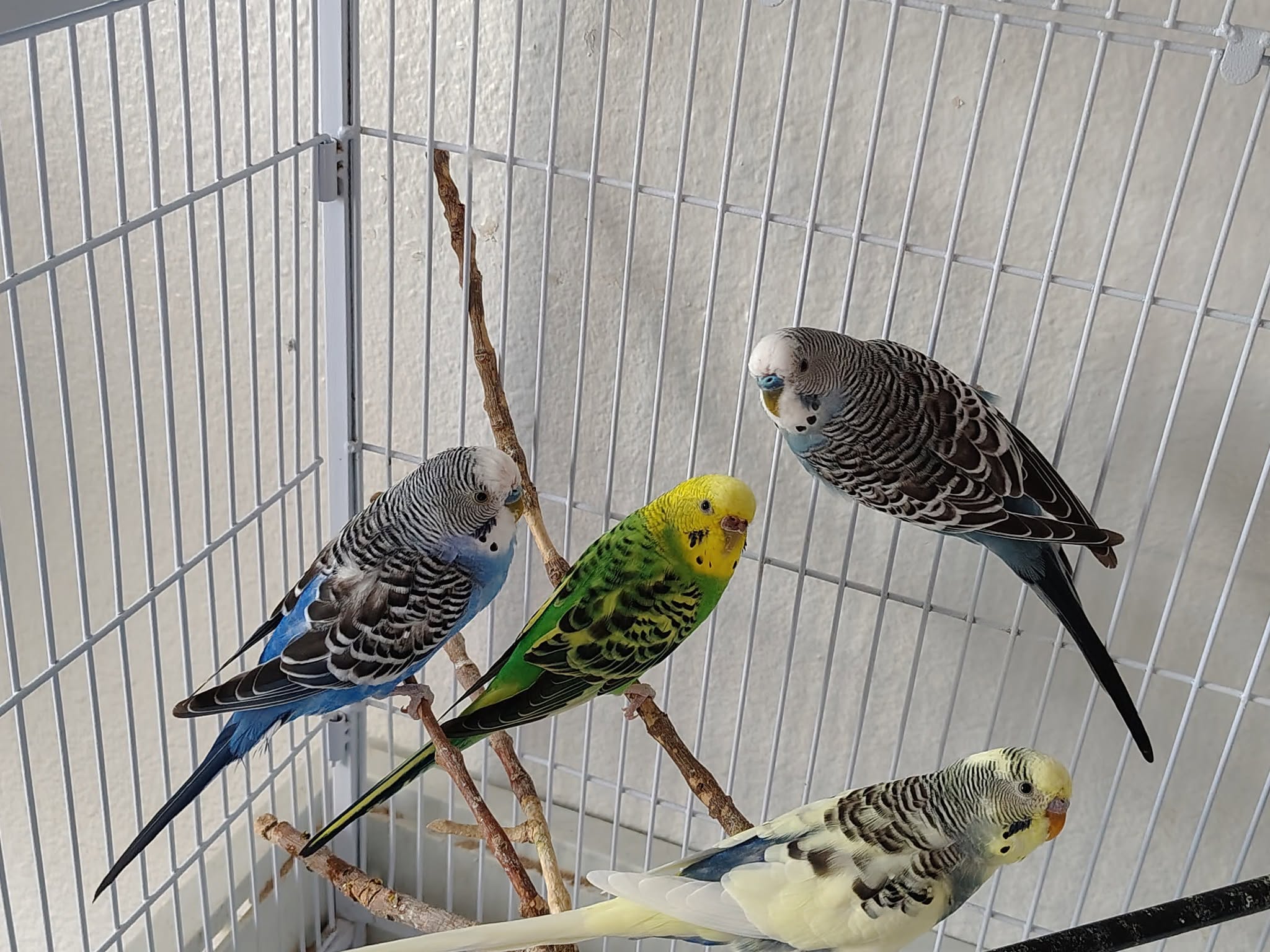 Small budgie cage below welfare standards UK dome ornamental