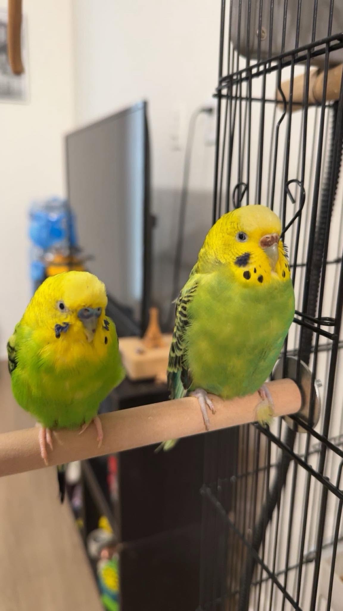 Standard budgie pair active cage UK irregular hours resilient