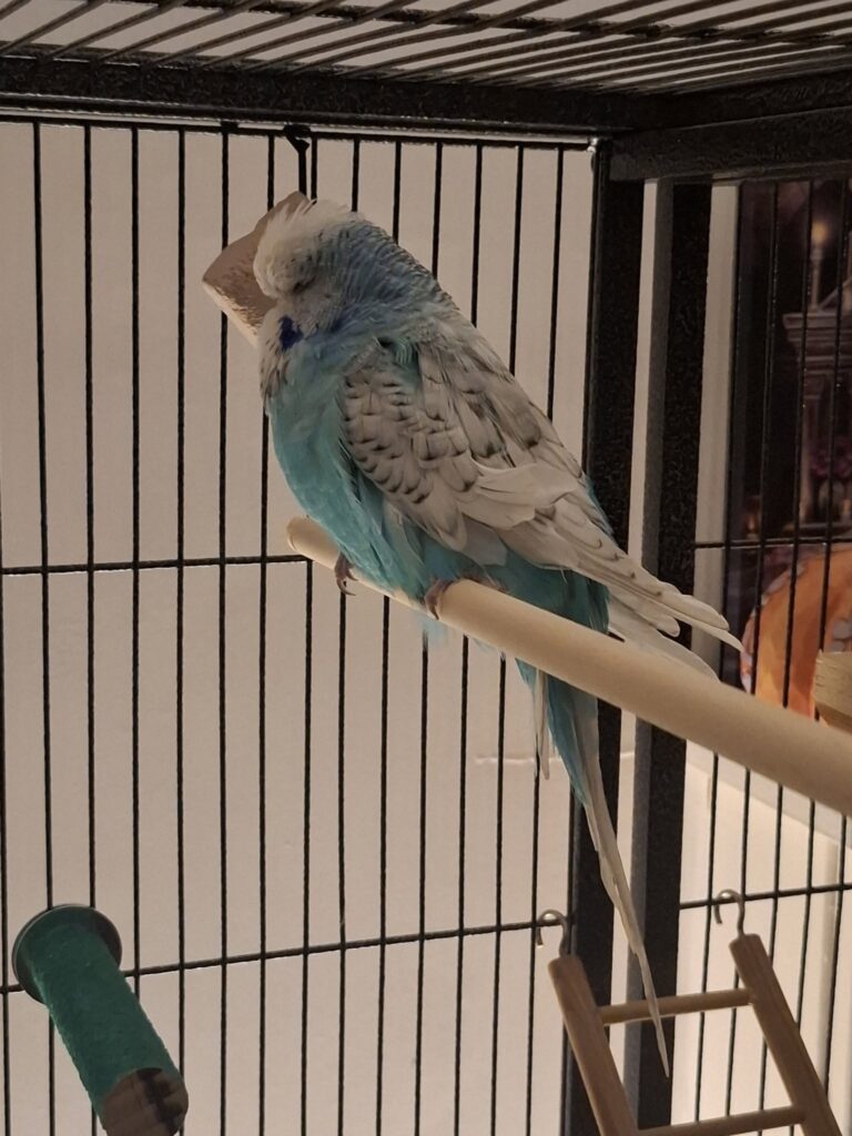 Surprised UK owner watching budgie hang upside down cage 