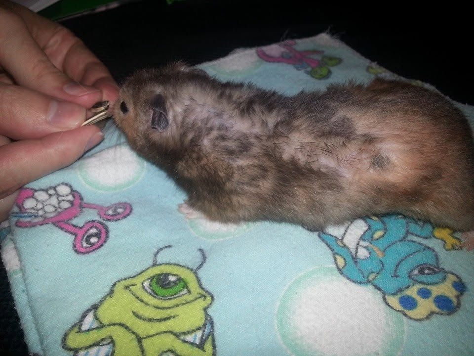 Syrian hamster flank scent glands normal UK