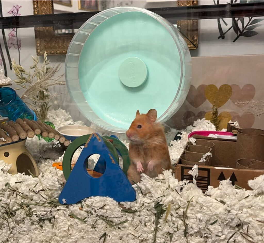 Syrian hamster large enclosure handling UK