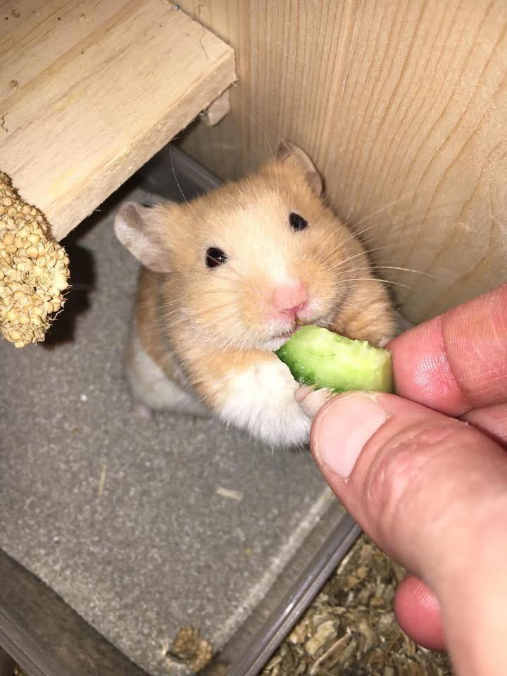 Syrian hamster with stuffed cheeks hoarding food UK home
