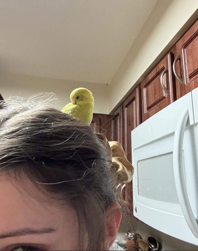 Tame budgie sitting on owner head UK