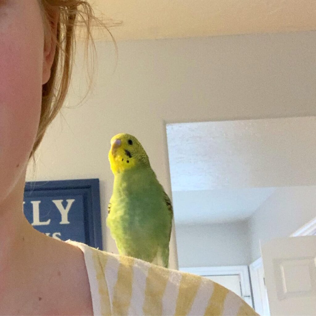 Tame budgie sitting on owner shoulder UK