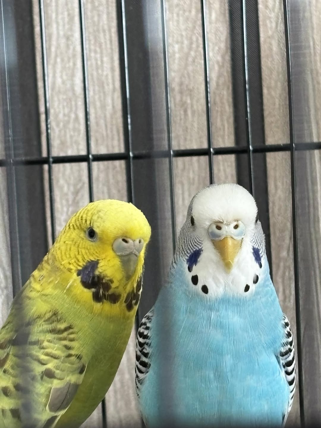 Tame budgie stepping onto hand interaction UK
