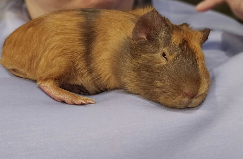 Tame guinea pig relaxed in owner's lap Uk