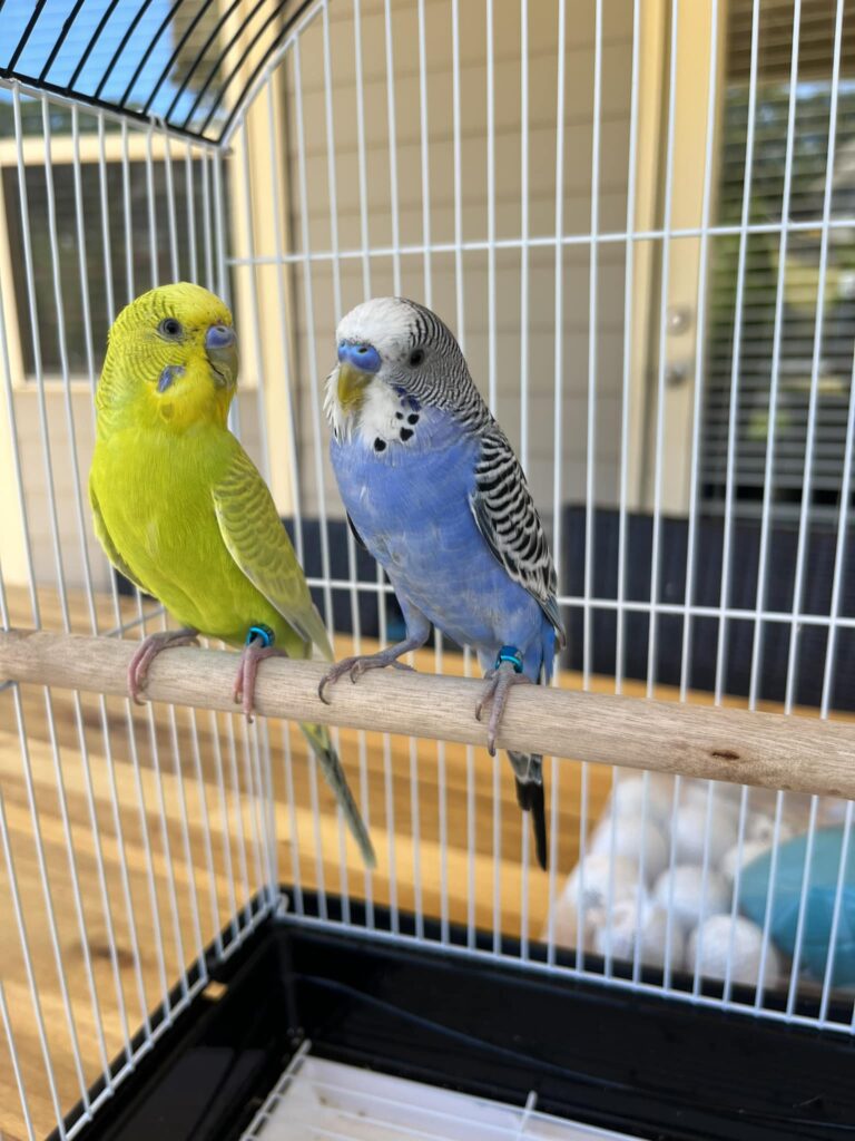 Tame trusting budgie bonded with UK owner shoulder time