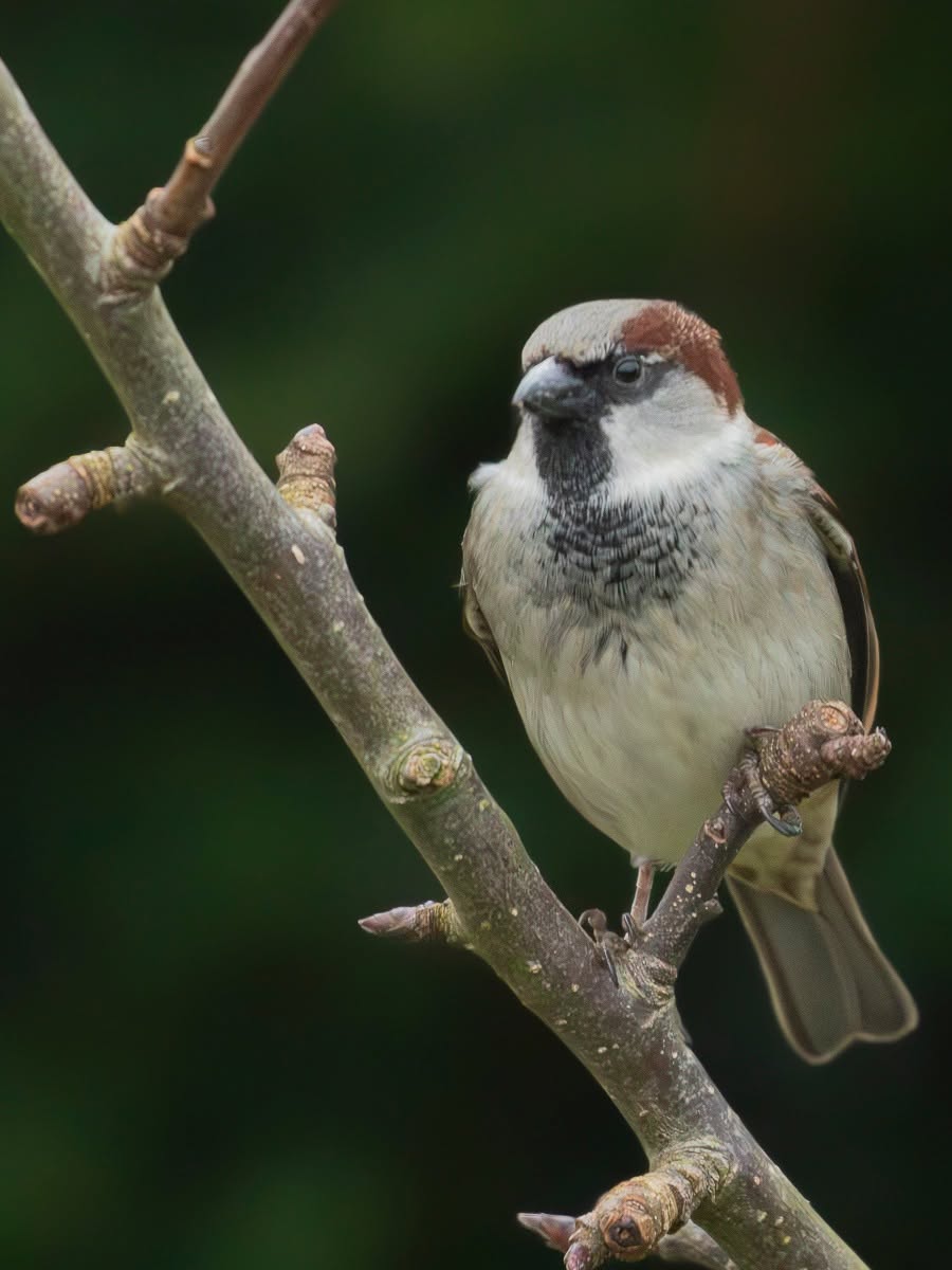 Thriving UK house sparrow garden helping conservation success 