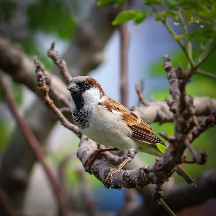 Traditional British garden sparrow chorus dawn morning sound 