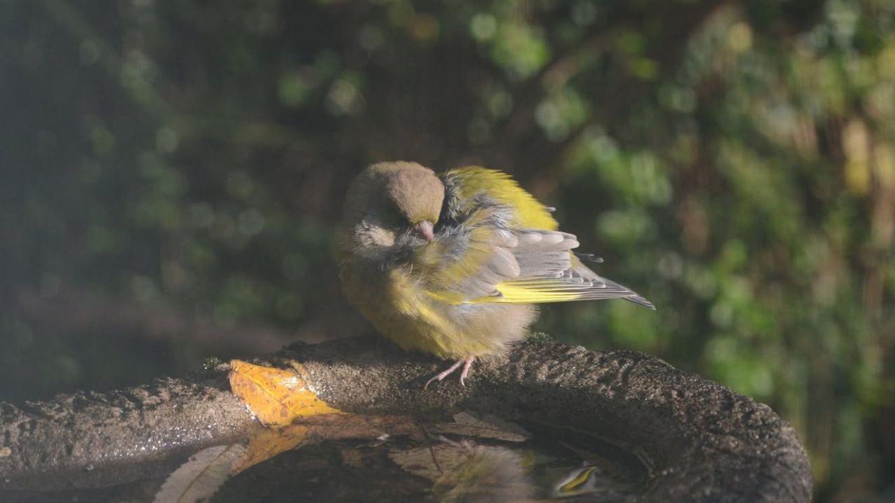 Trichomonosis UK garden bird feeder disease 2026