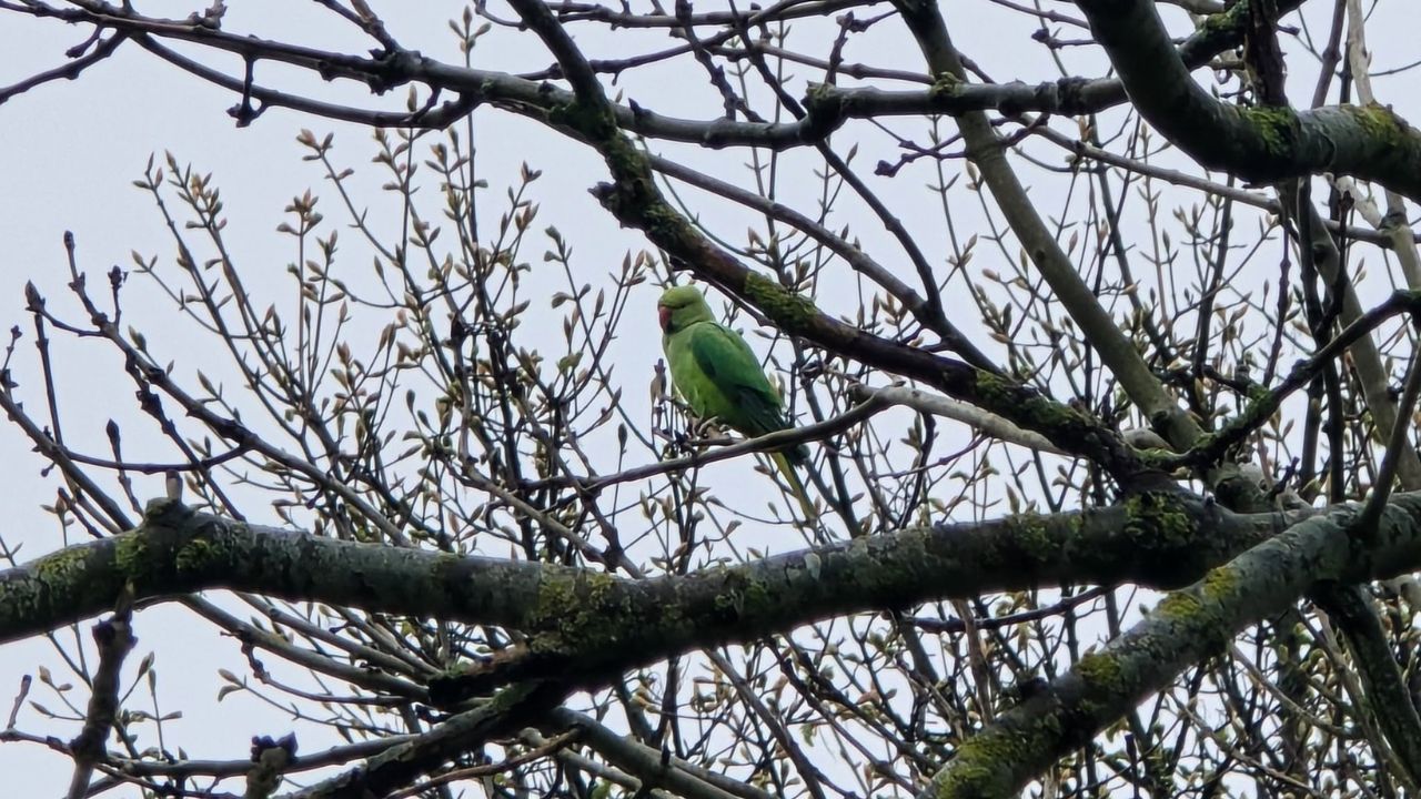 Tropical birds appearing Britain UK wild