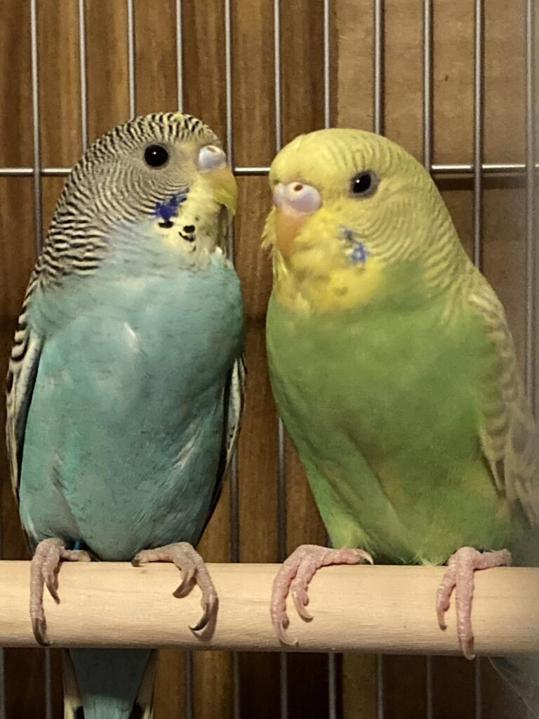 Two budgies bonded pair less talking UK 