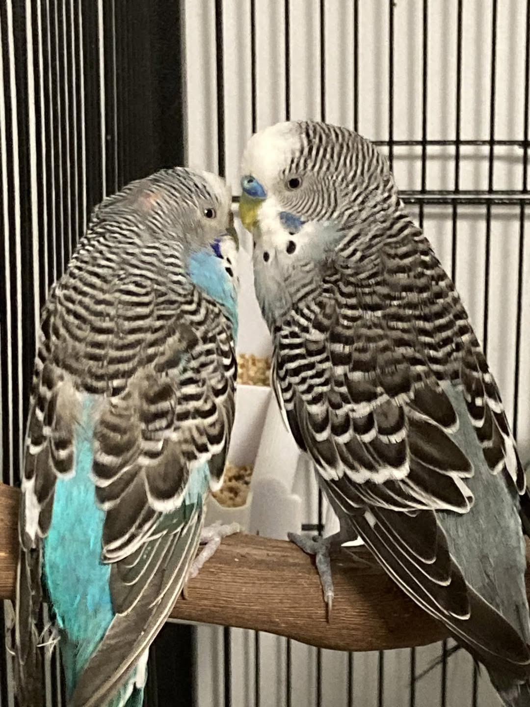 Two budgies bonded pair perch UK less likely talk