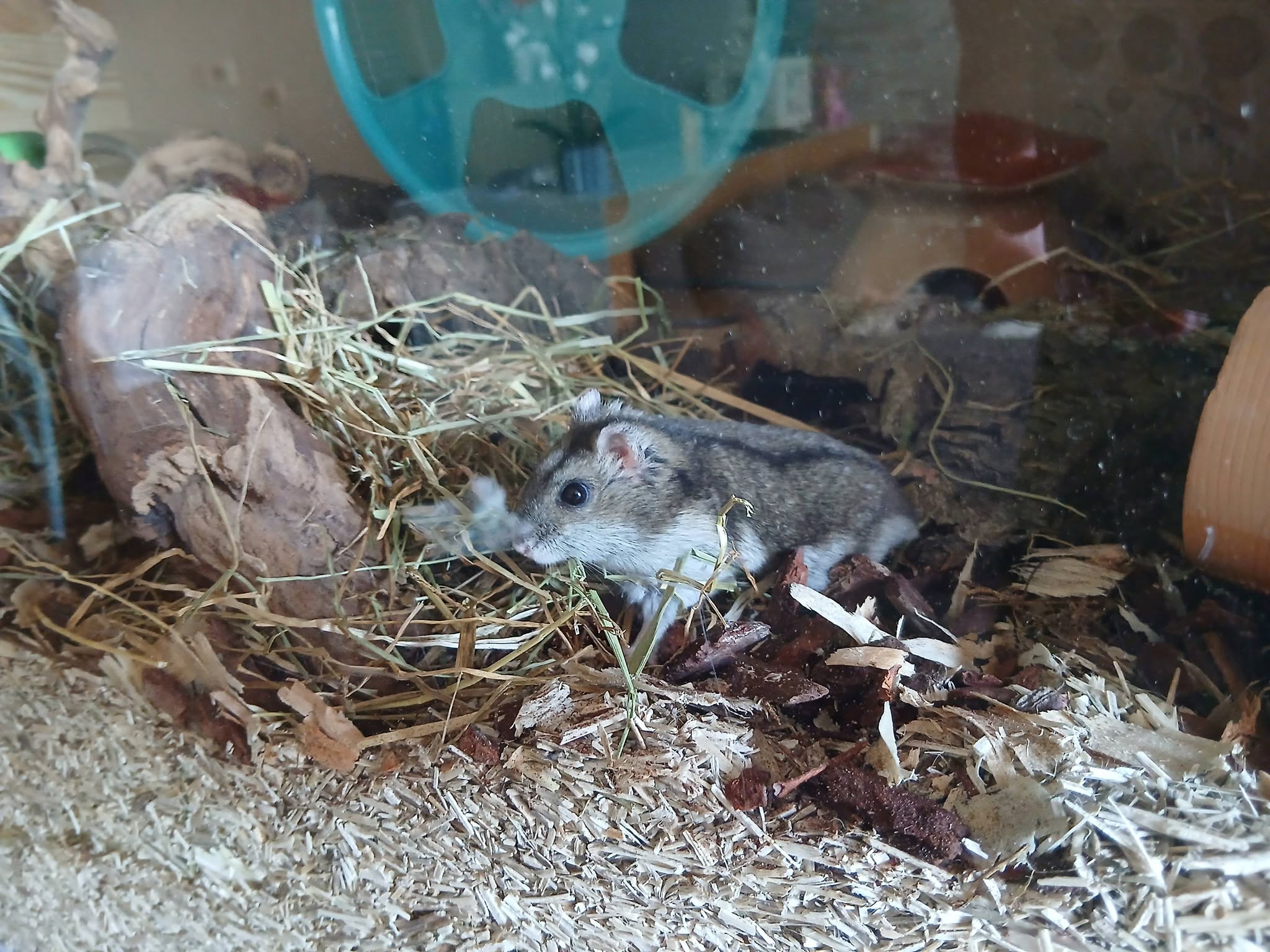 Two dwarf hamsters conflict UK separate housing