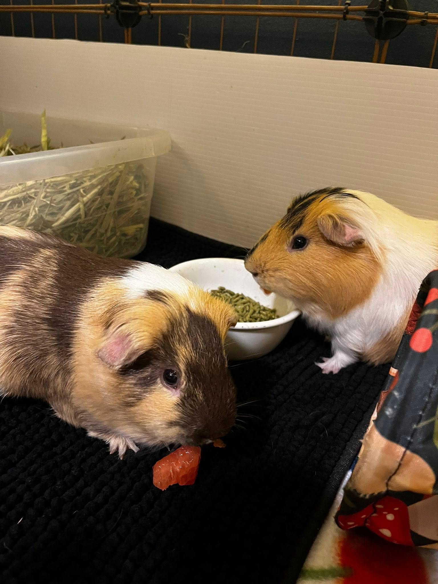 Two guinea pigs paired companion UK introduction