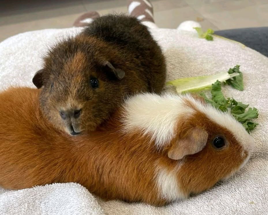 Two guinea pigs together bonded pair in enclosure UK small pets