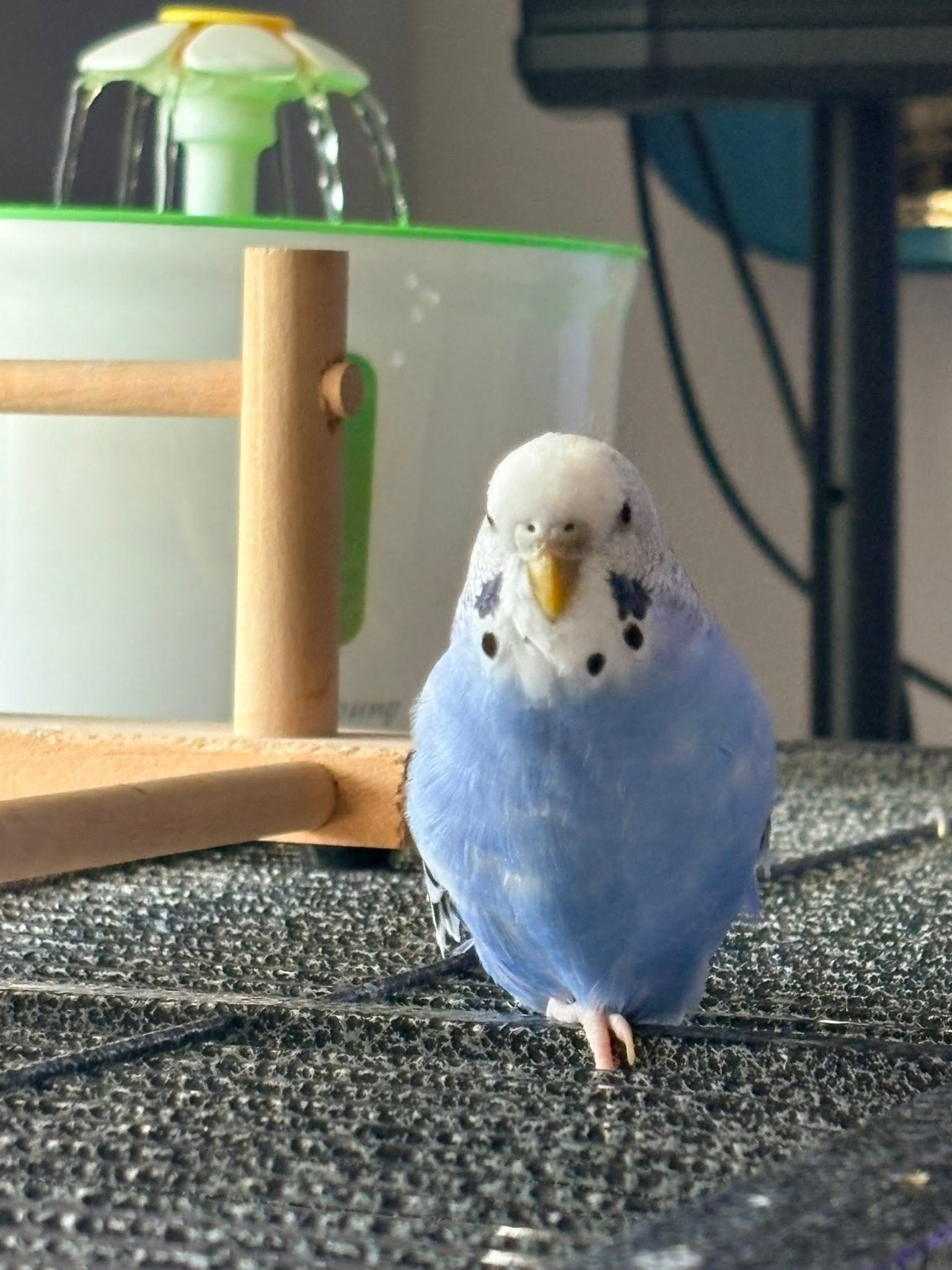UK Defra pet bird reporting duty 