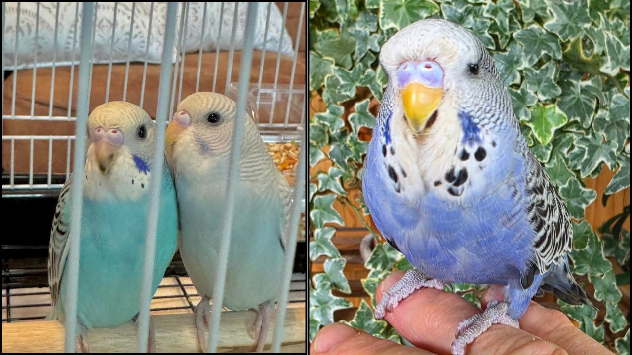 UK animal welfare strategy 2026 pet birds